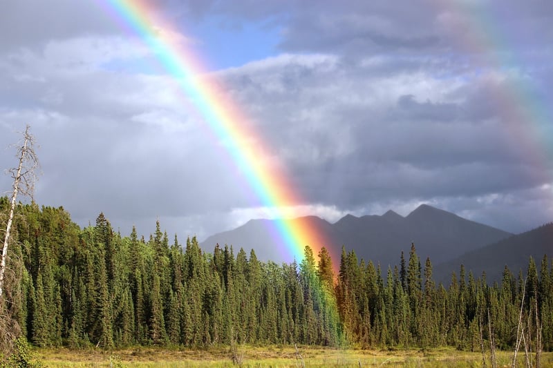 Unicorn Meadows